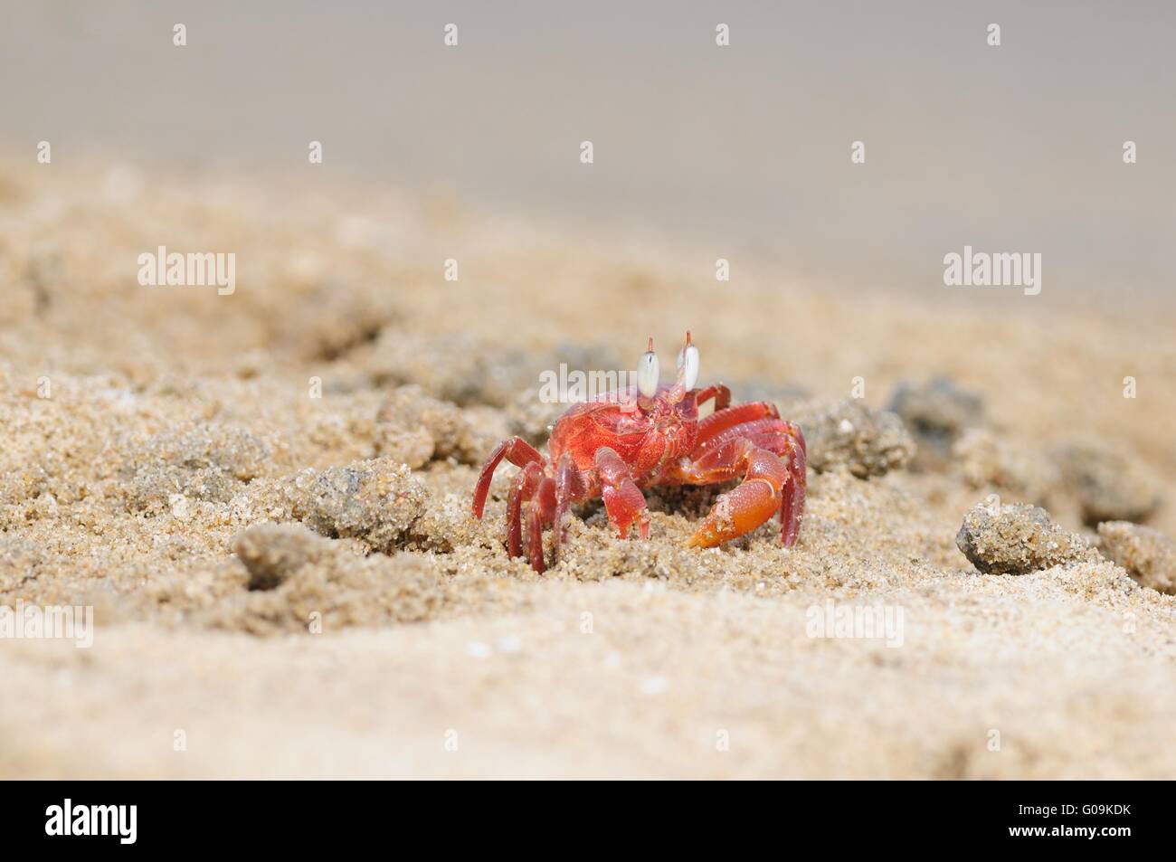 Crabe du violoniste Banque D'Images