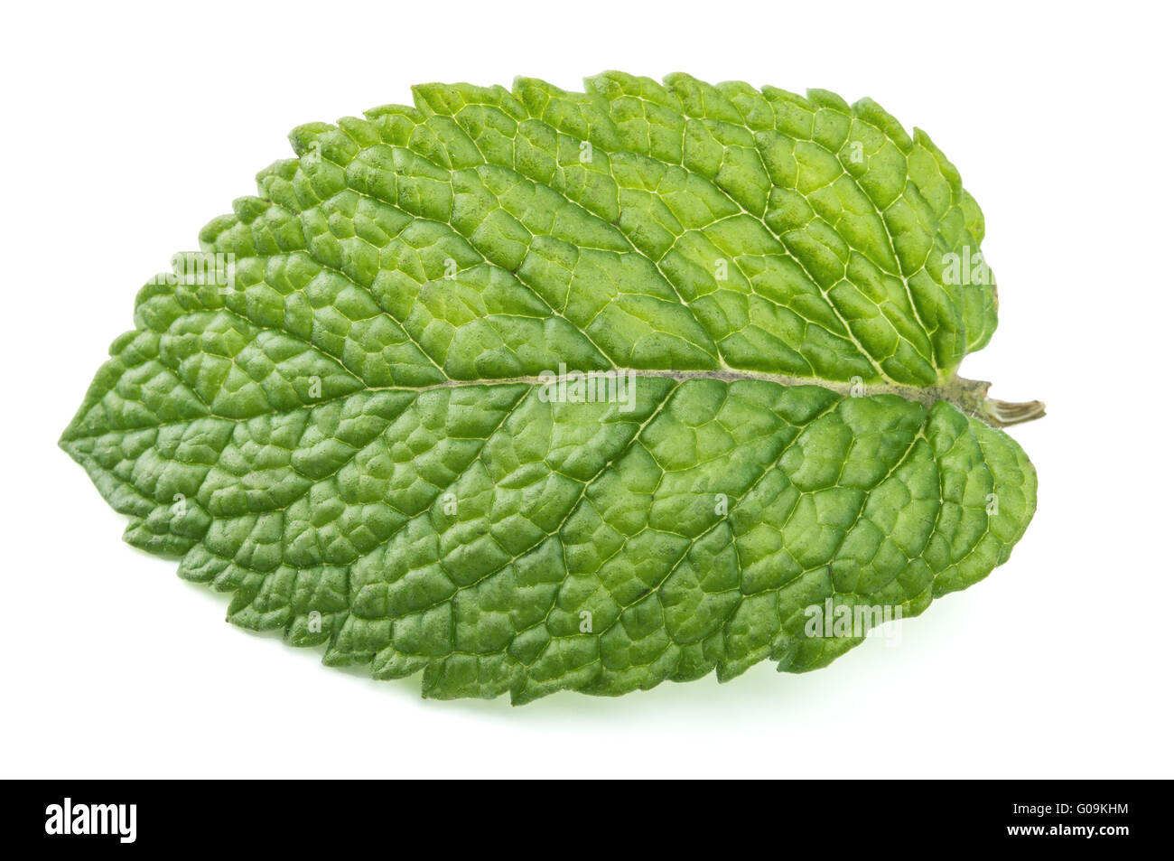 Feuilles de menthe fraîche isolé sur fond blanc Banque D'Images