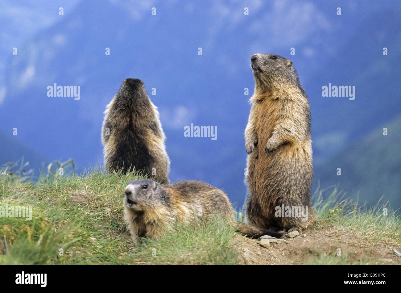 Marmottes alpines gardant recherche d'ennemis naturels Banque D'Images