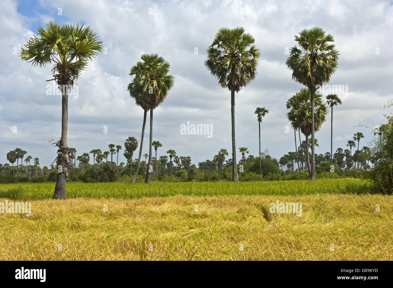 Champ de riz avec des palmiers de Palmyre Asiatique Banque D'Images