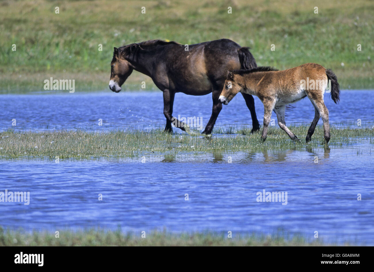 Jument poney Exmoor et poulain pour traverser un lac Banque D'Images