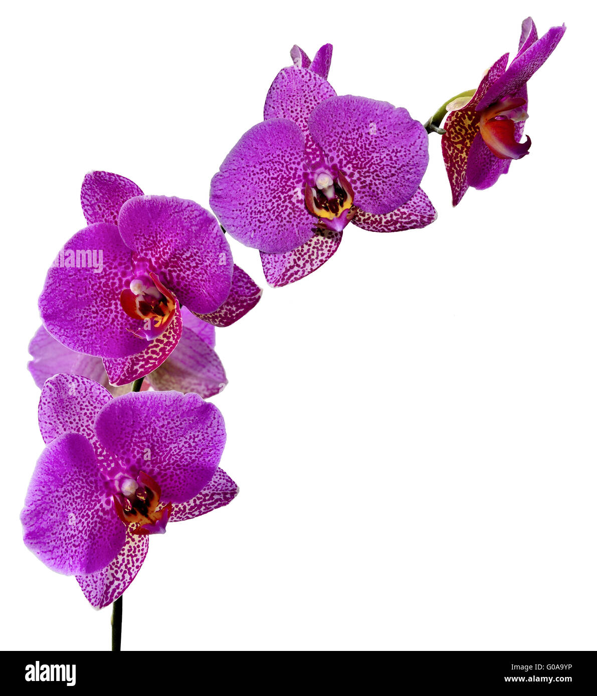 Orchidée pourpre des fleurs. Banque D'Images