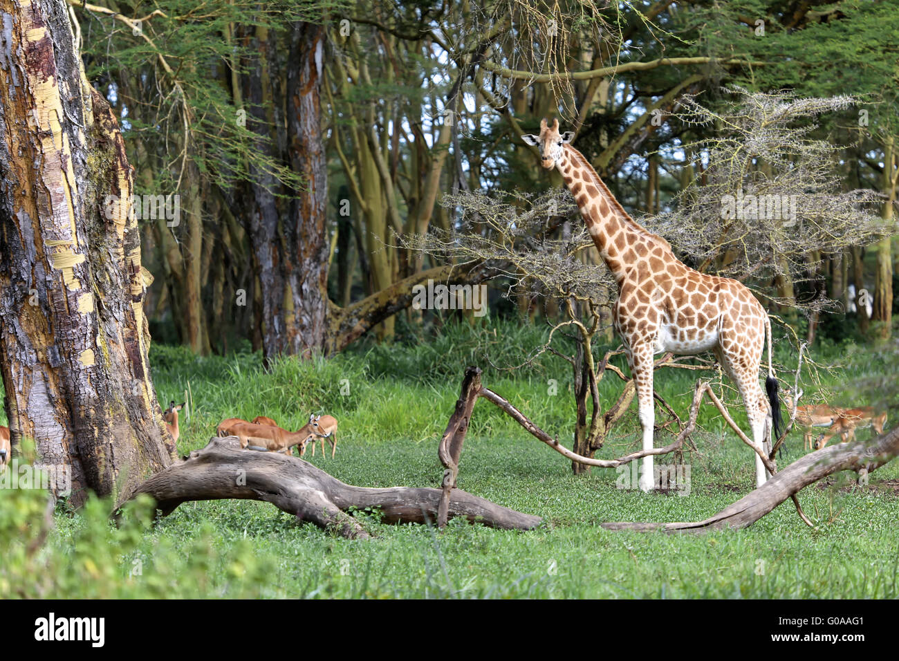 Une girafe en me regardant dans le lac Naivasha, Kenya national game park Banque D'Images