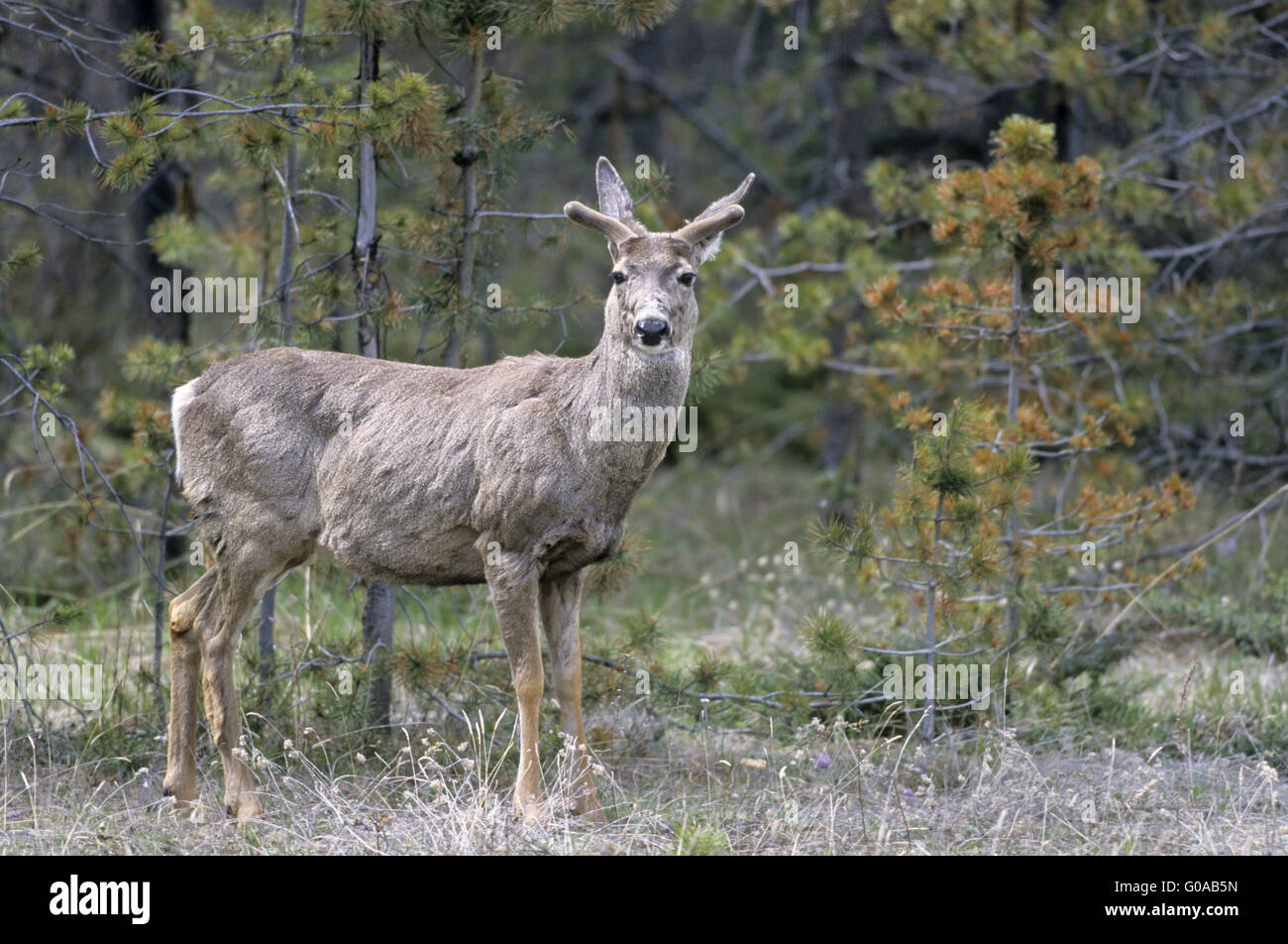 Le Cerf mulet hart avec le bois de velours au printemps Banque D'Images