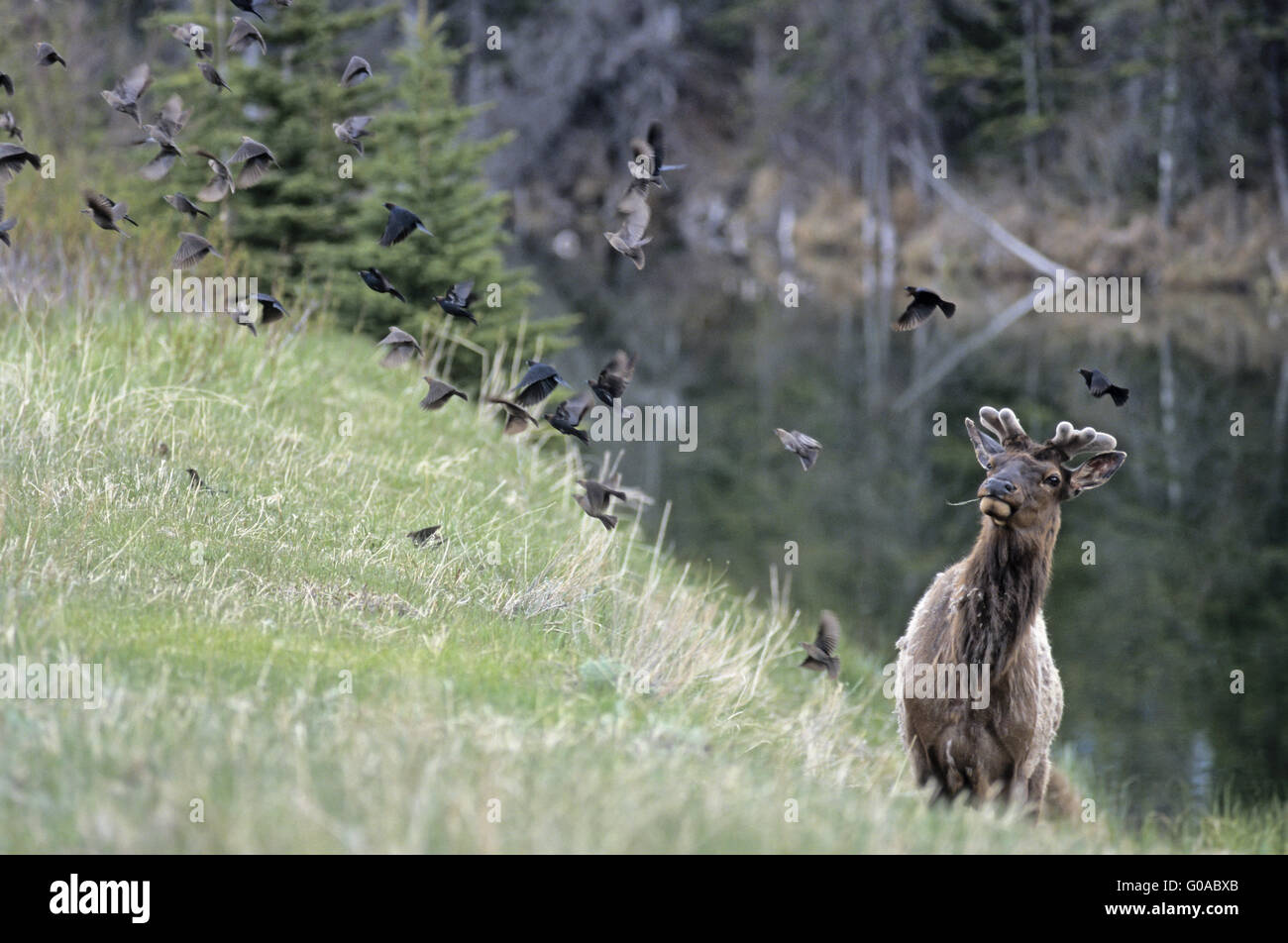 Bull Elk observant peur les Vachers à tête brune Banque D'Images