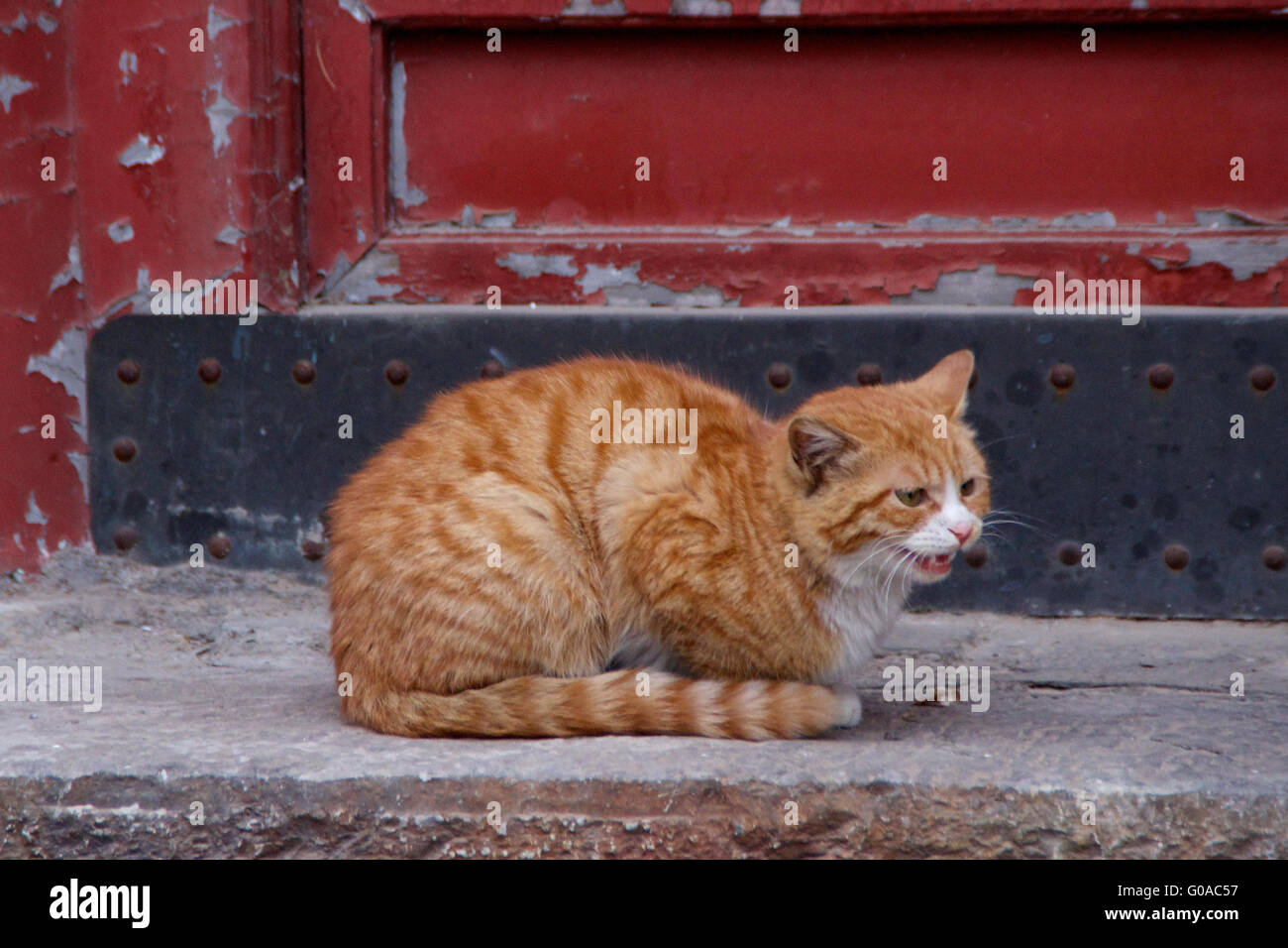 Orange Stray Cat au Palais d'été à Beijing, en Chine Banque D'Images