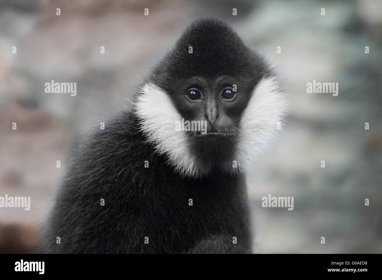 NORTHERN WHITE-CHEEKED GIBBON Banque D'Images