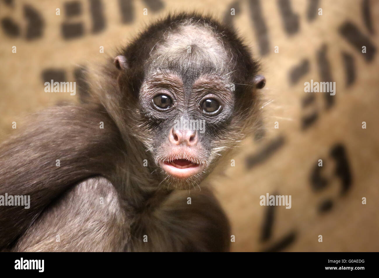 Singe araignée brune Banque D'Images