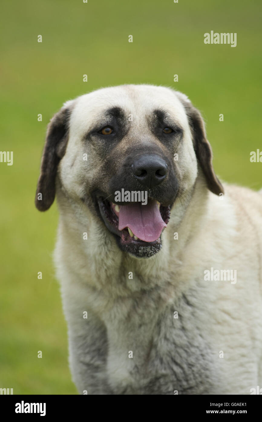 Chien de Berger d'Anatolie Banque D'Images