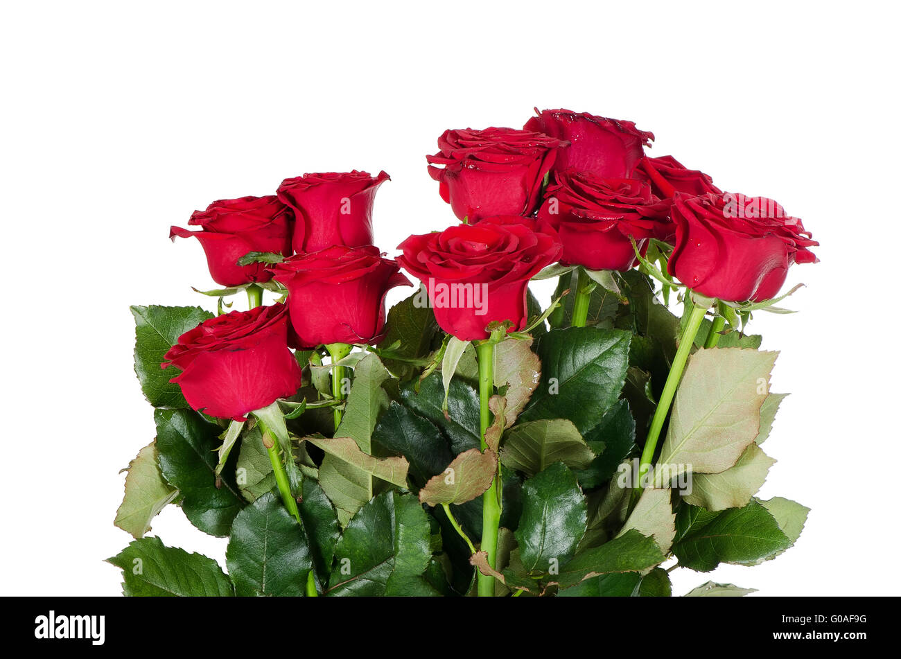 Bouquet de roses rouges isolé sur fond blanc Banque D'Images