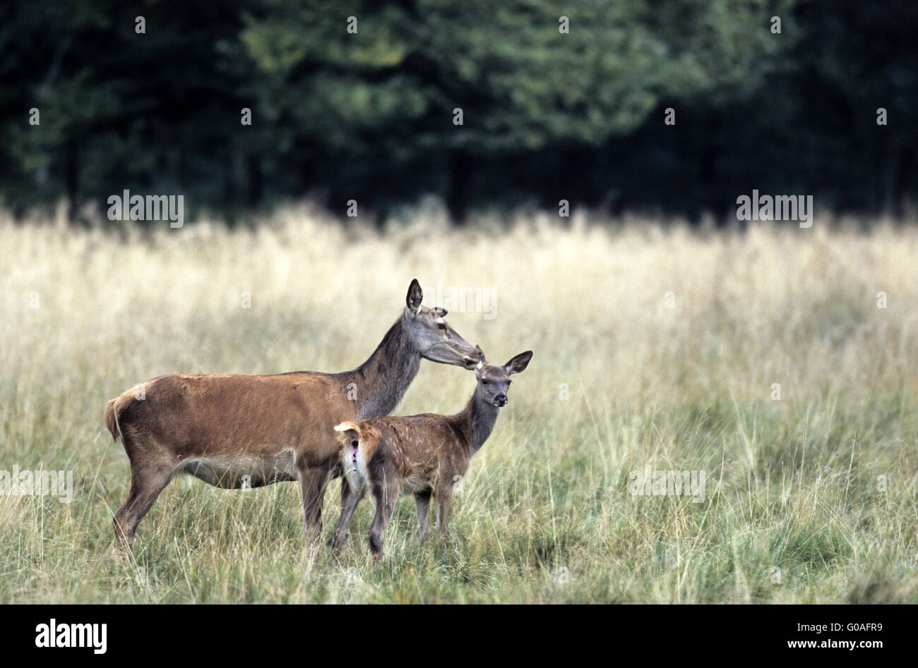 Red Deer soins postérieurs son veau sur une prairie forêt Banque D'Images