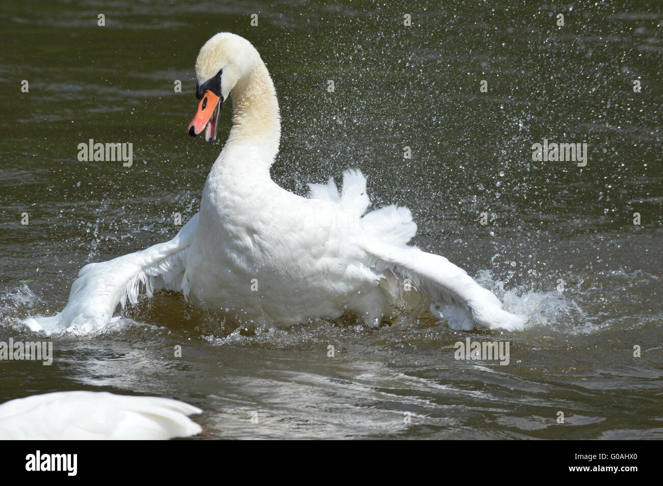 Swan dans l'eau Banque D'Images