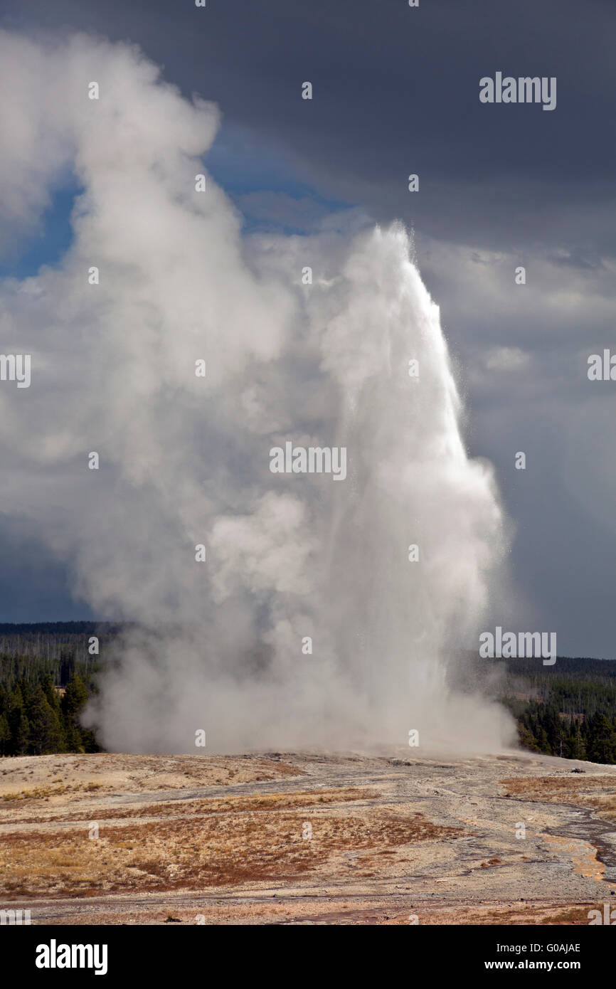 WY01595-00...WYOMING - Old Faithful Geyser dans la partie supérieure du bassin du geyser de Parc National de Yellowstone. Banque D'Images