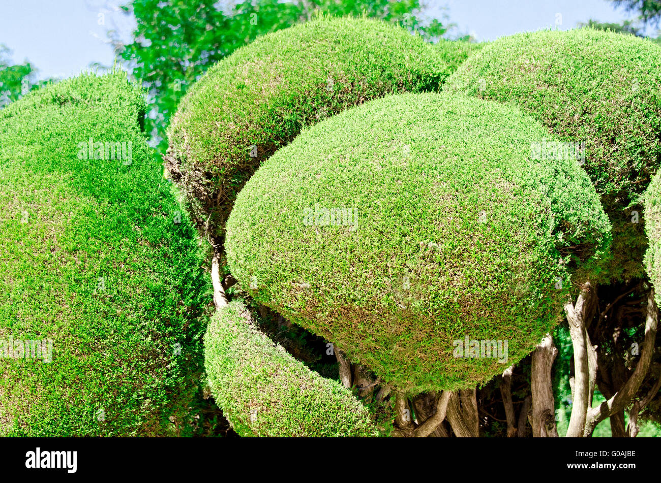 Arbres et audience à parc de la retraite agréable à Madrid Banque D'Images