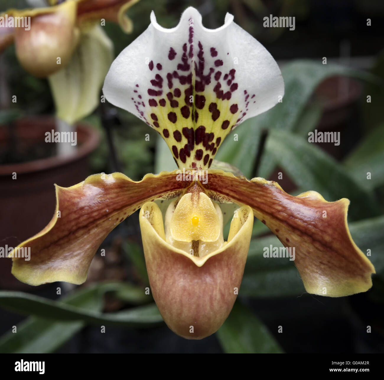 Orchid Banque D'Images