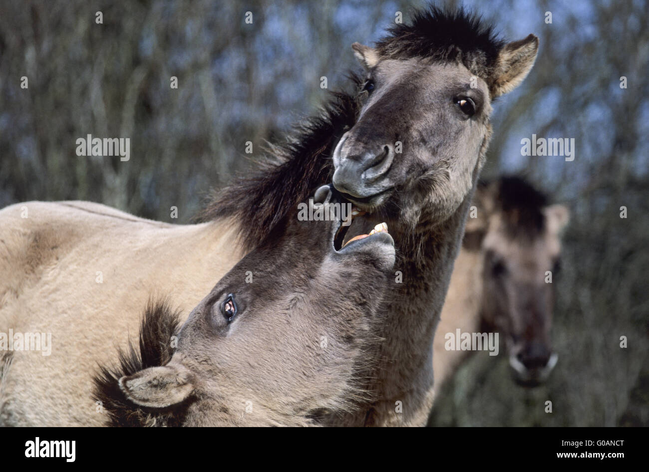 La recherche d'étalons chevaux de Heck contact ludique Banque D'Images