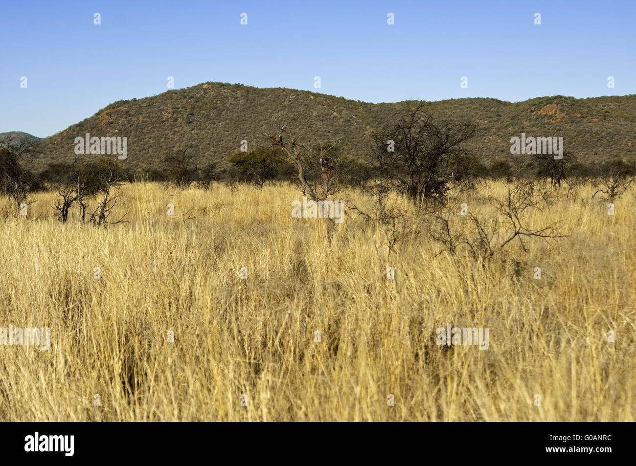 Paysage De Savane Africaine Afrique Du Sud Photo Stock Alamy Paysage De Savane Africaine Afrique Du Sud Photo Stock Alamy