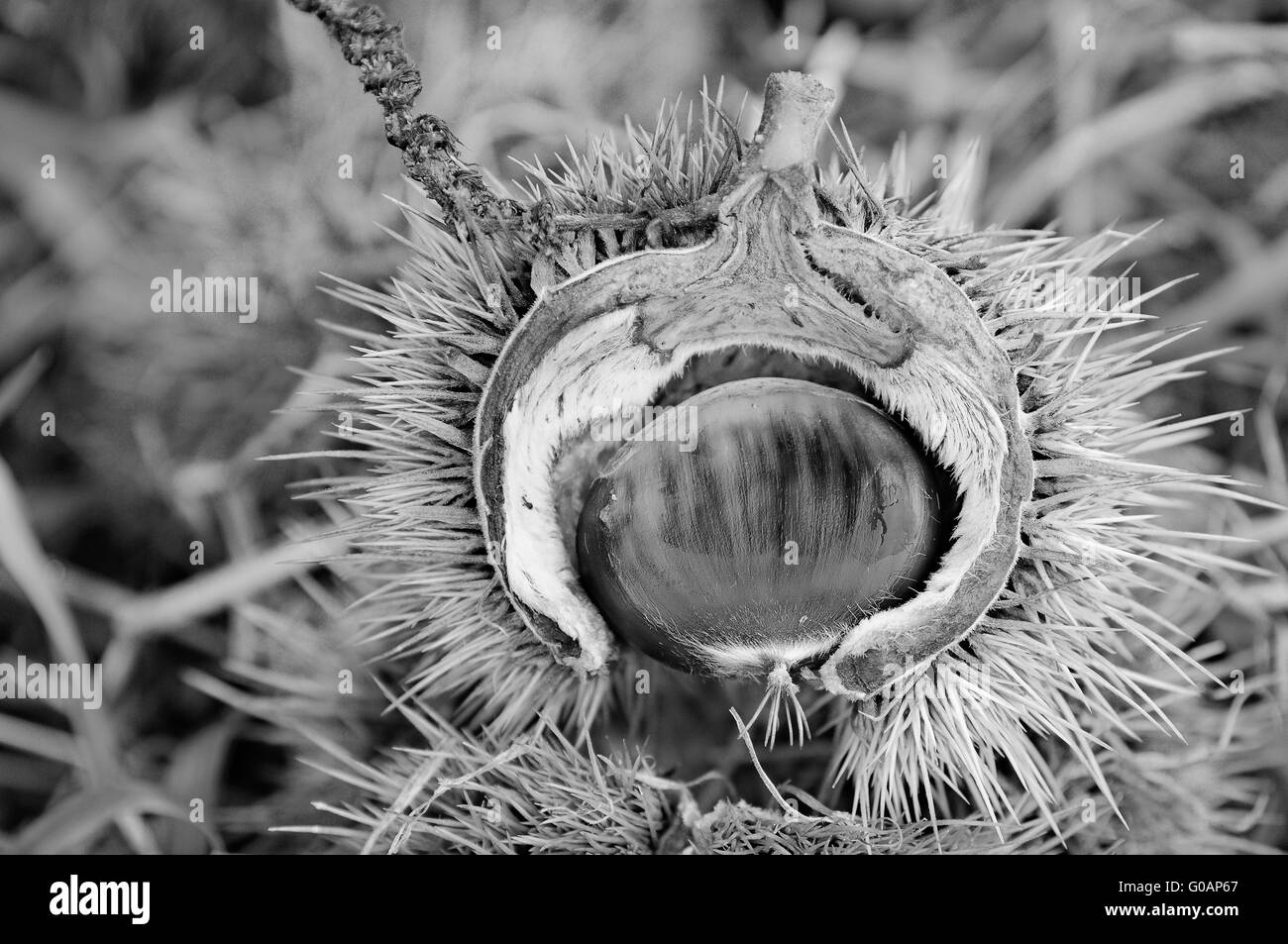 Tout comme dans la vie réelle en noir et blanc marron Banque D'Images