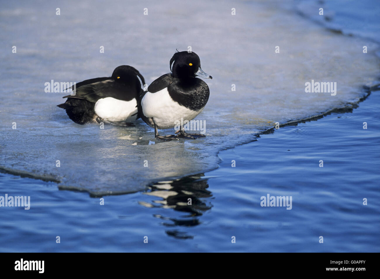 Deux Fuligule morillon mâle reposant sur une couche de glace Banque D'Images