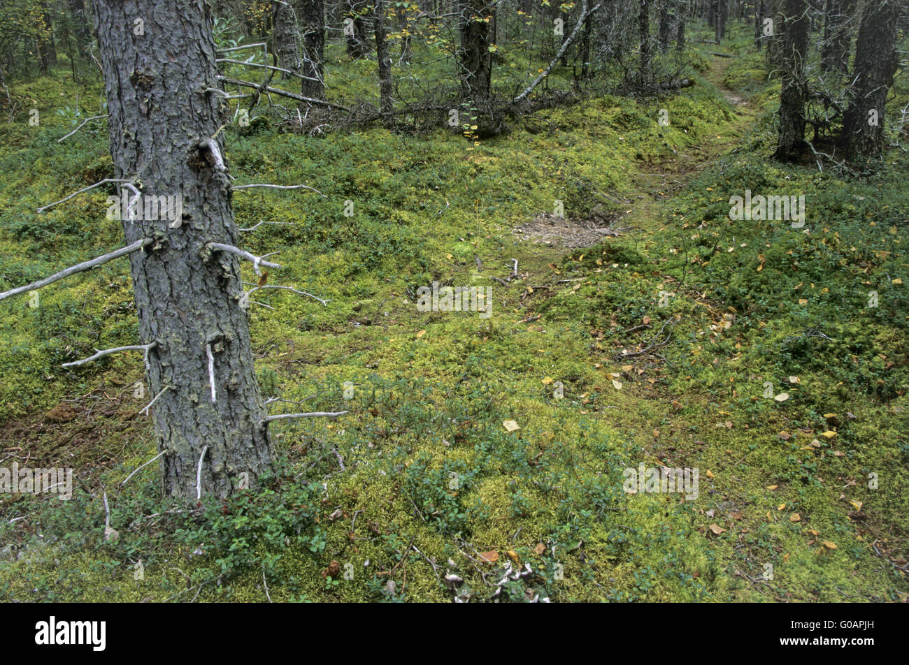 Col de l'ours - Trail de l'Ours Banque D'Images