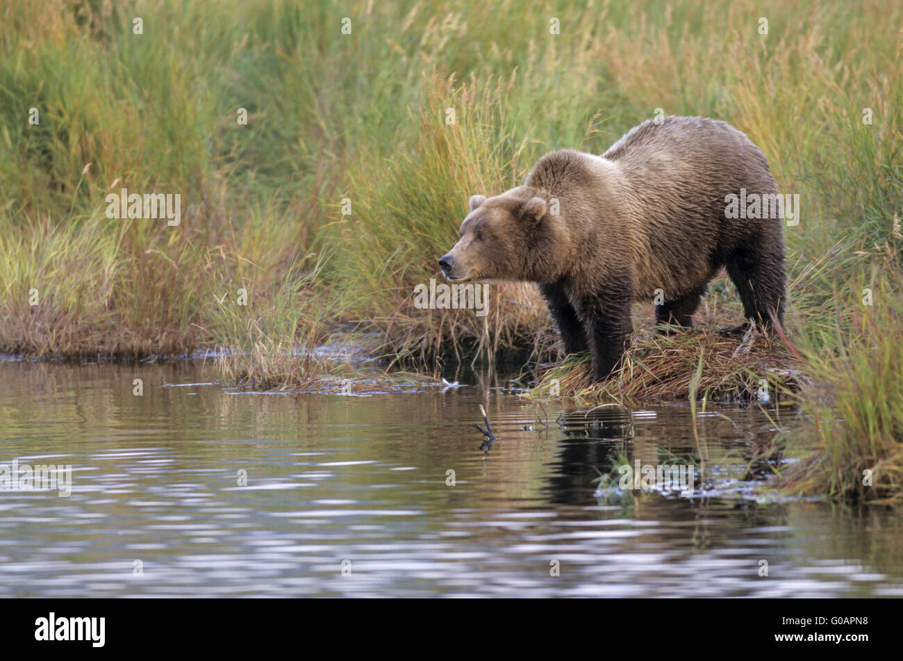 Un énoncé des travaux de l'ours grizzli dans un permanent Banque D'Images