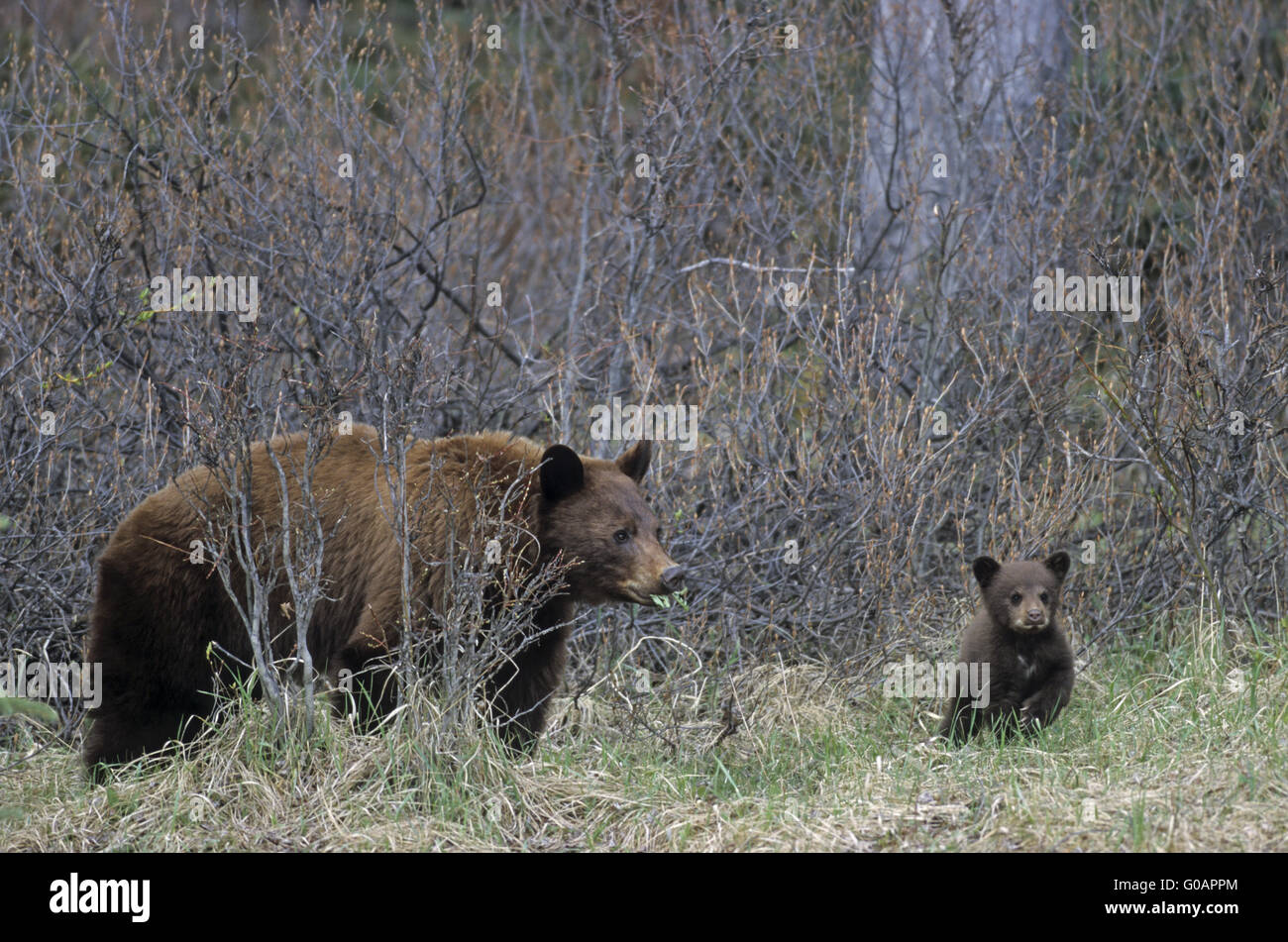 Un Ours Noir Cannelle sow and cub Banque D'Images