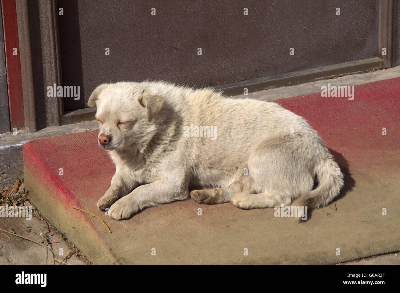 Un chien errant au couché à l'extérieur de la Grande Wal Banque D'Images