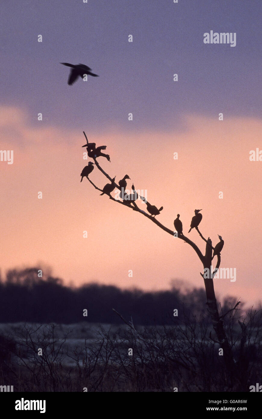 Rassemblement de grands cormorans sur un arbre Banque D'Images