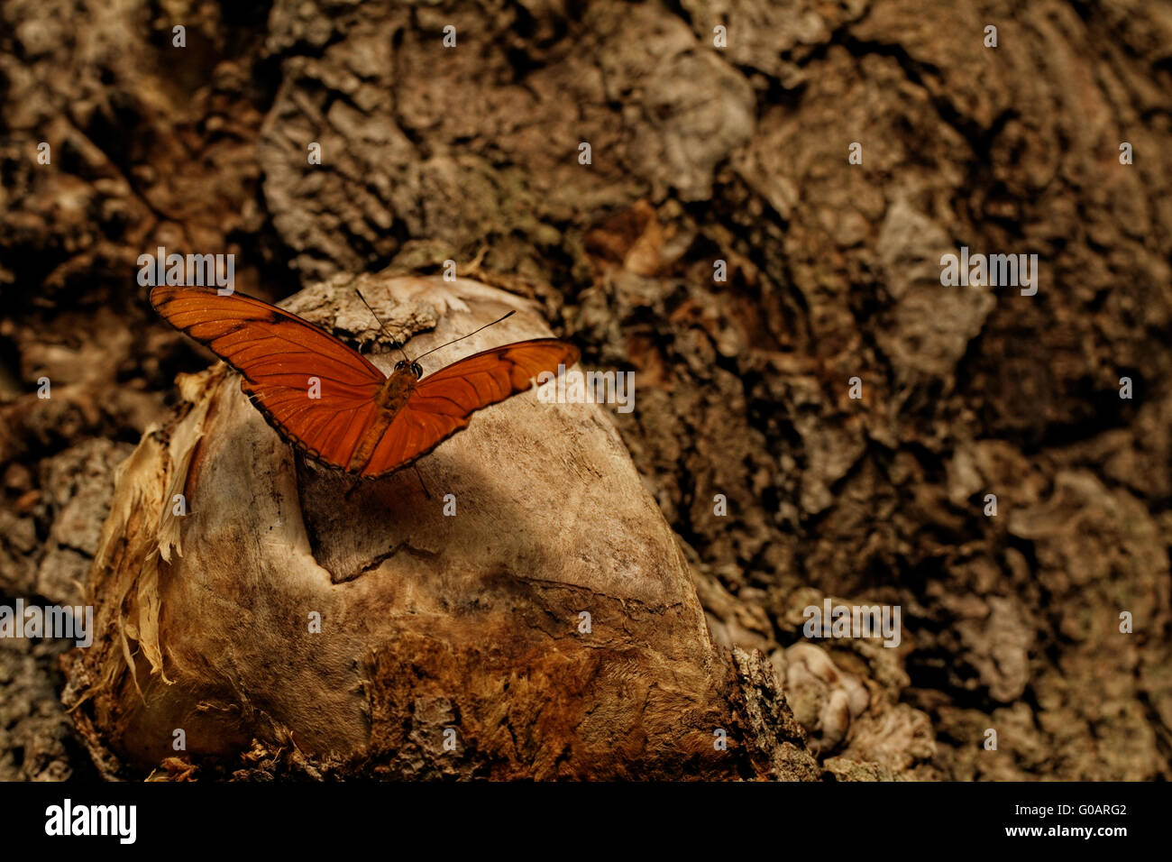 Photo d'un beau papillon coloré au travail Banque D'Images