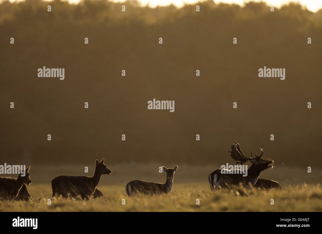 Cerf Daim roaring entre hinds et barrages Banque D'Images