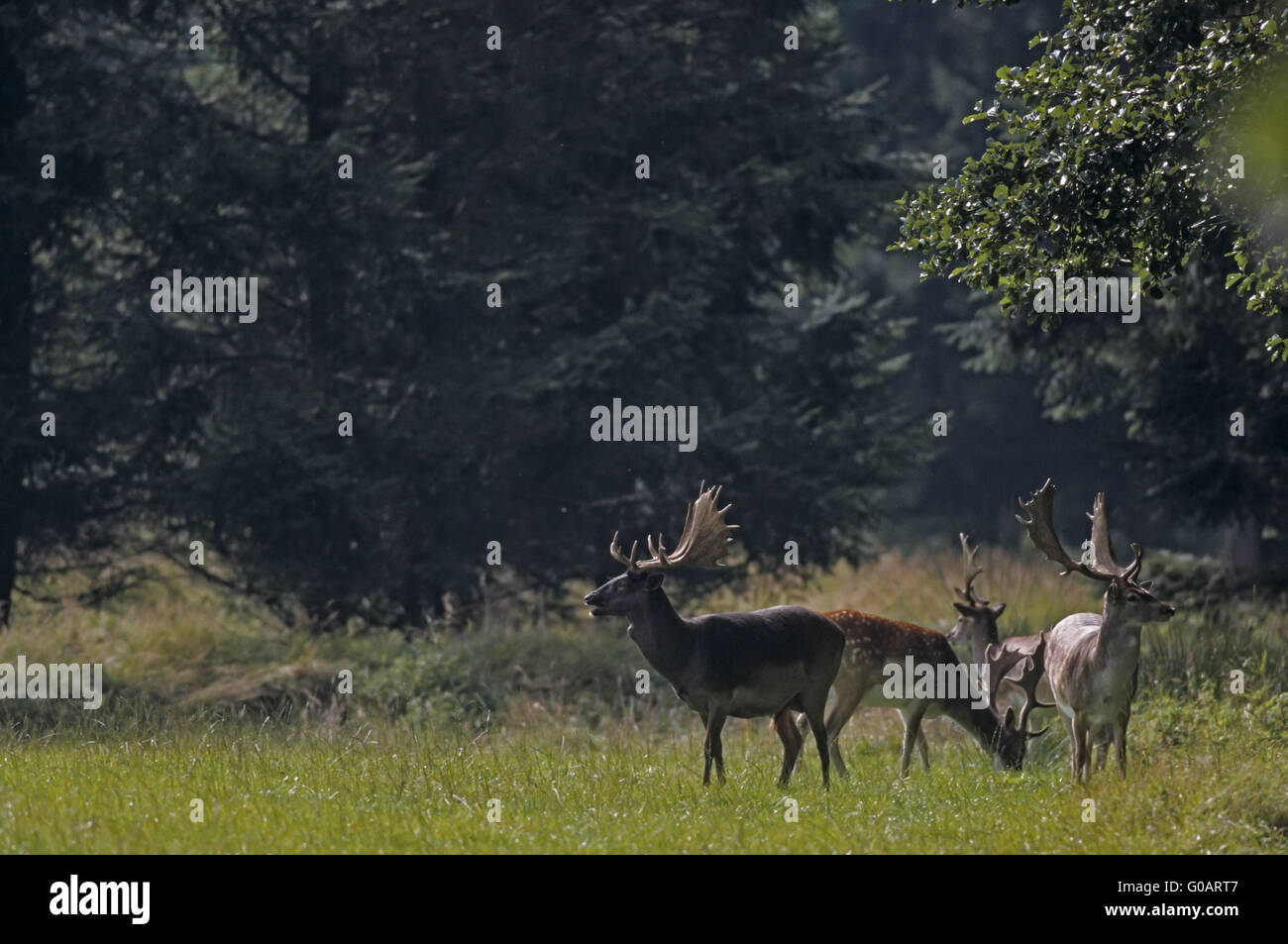 Daims cerfs standing in a forest meadow Banque D'Images