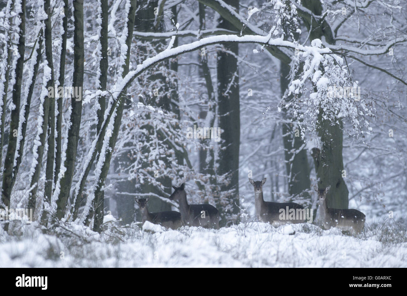 Daims Biches et faons en hiver Banque D'Images