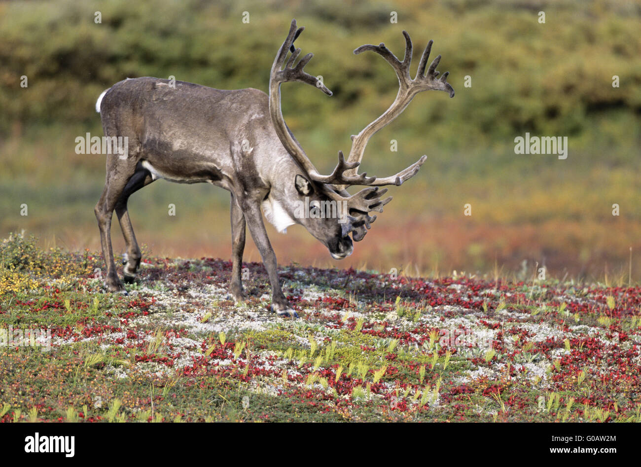 Caribou mâle avec du bois de velours dans l'été indien Banque D'Images