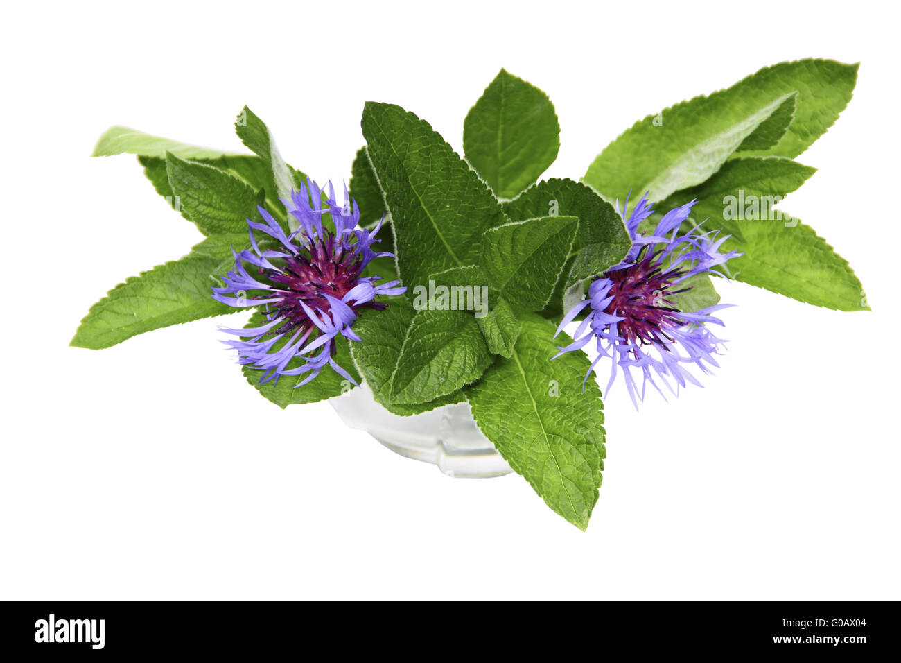 Bouquet de menthe et de barbeaux dans un vase sur un whi Banque D'Images