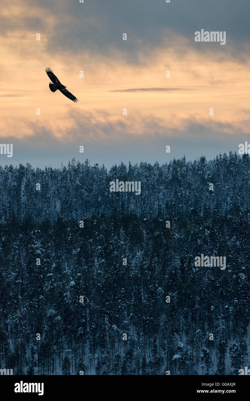 Golden Eagle planeur sur la neige couverts de forêts sauvages de la Finlande en hiver, près de la frontière avec la Russie, la Finlande, l'Kuusomo Banque D'Images