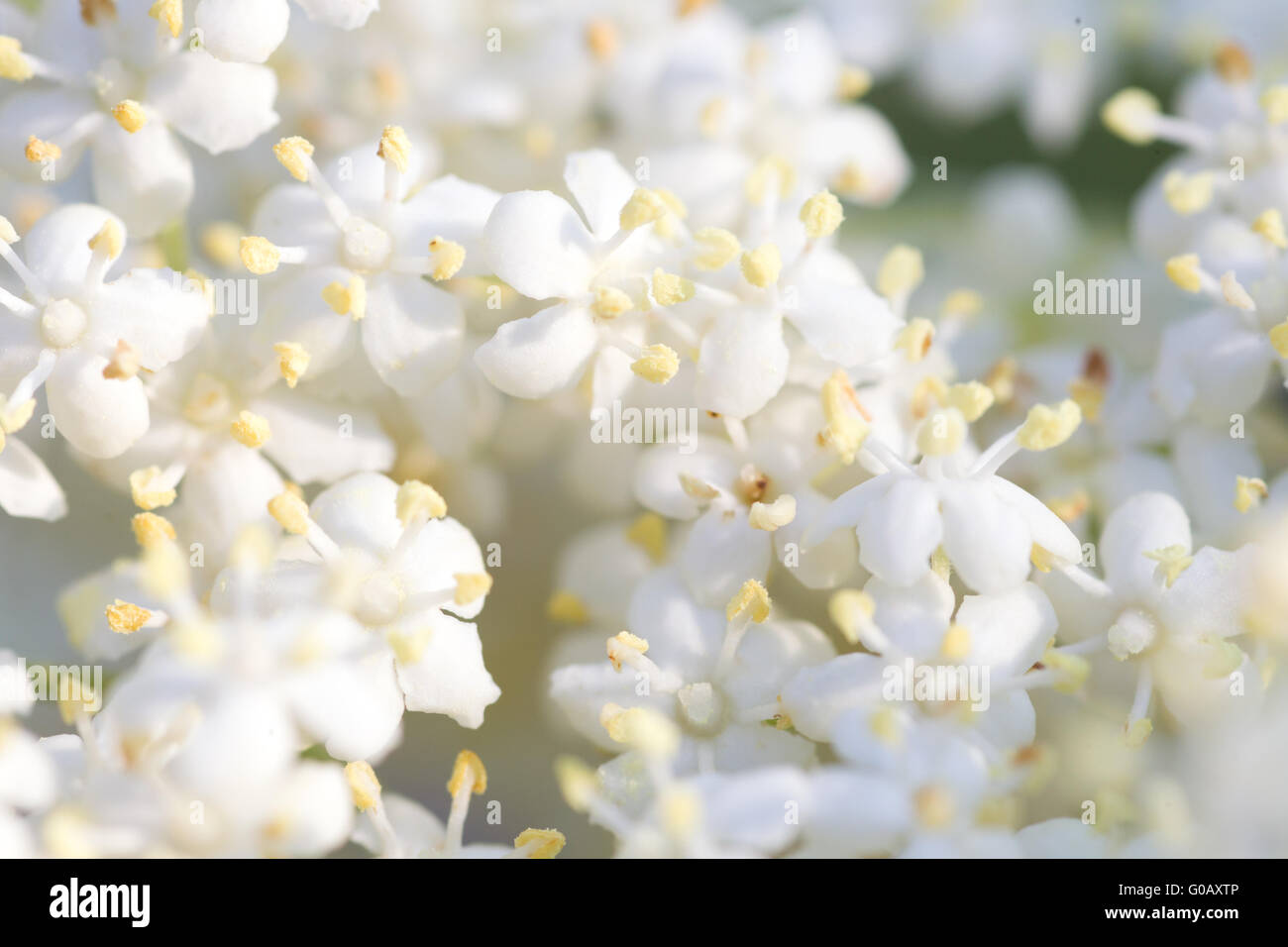 Close-up d'une ombelle d'un aîné bush Banque D'Images