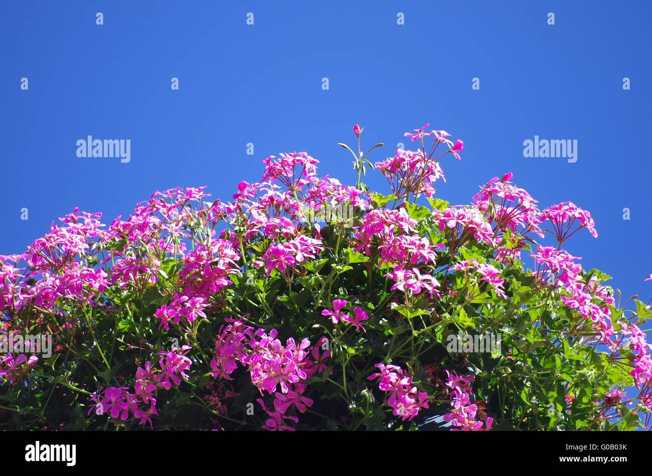 Fleurs de géraniums sur le balcon Banque D'Images