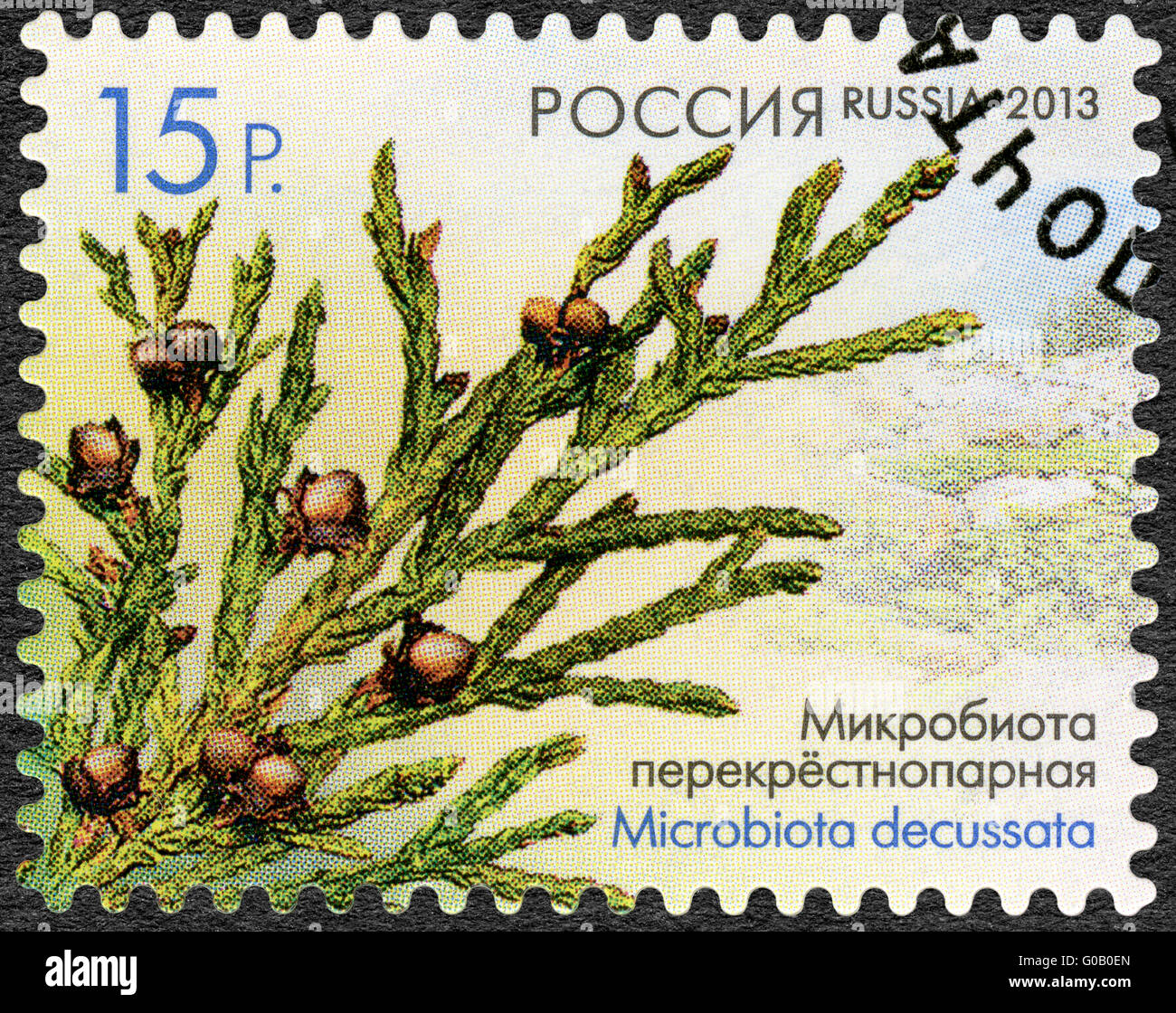 Russie - 2013 : montre Microbiota decussata, série de la flore de la Russie, de cônes de conifères et d'arbustes Banque D'Images