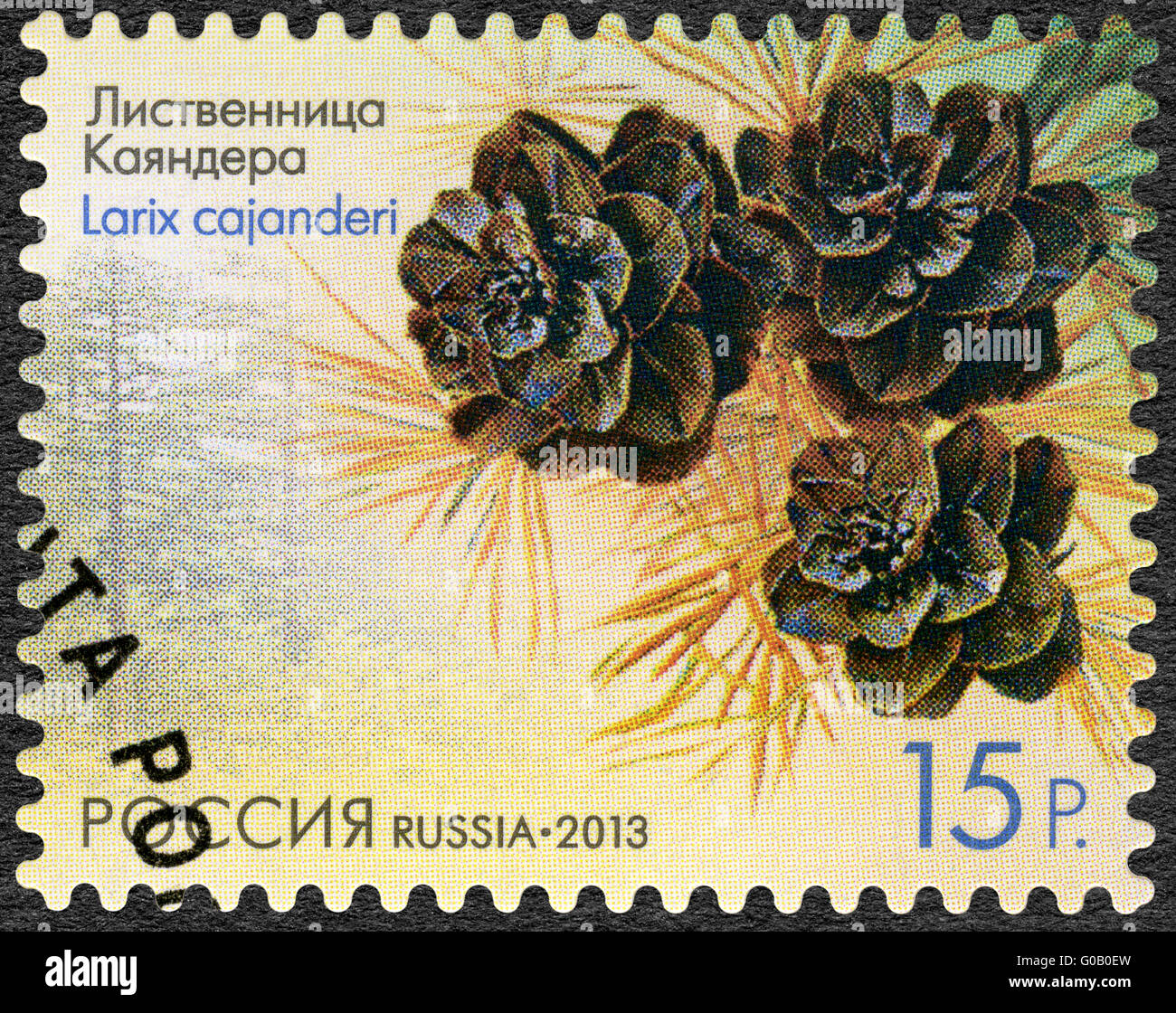 Russie - 2013 : affiche le mélèze (Larix cajanderi cajanderi), série de la flore de la Russie, de cônes de conifères et d'arbustes Banque D'Images