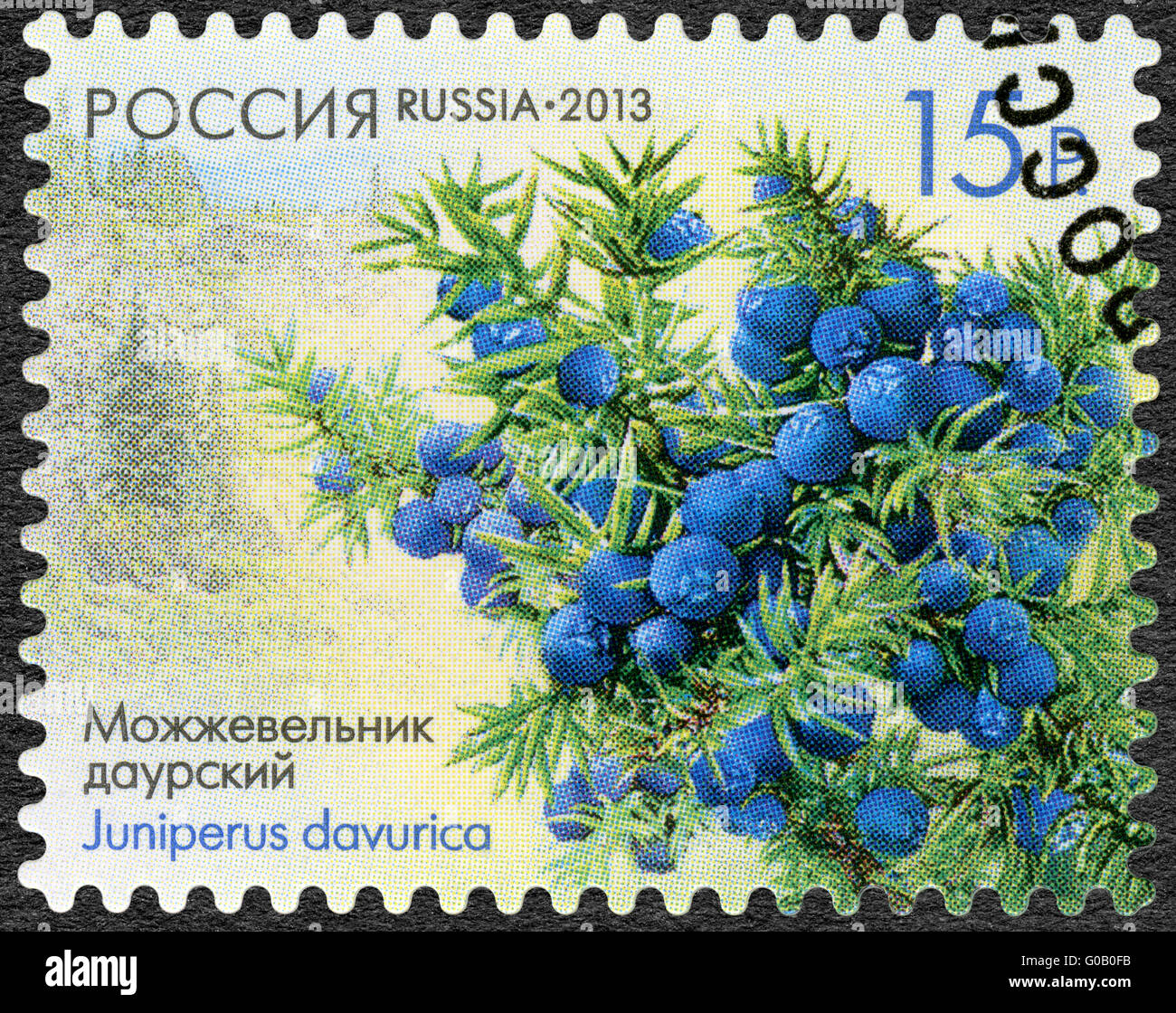 Russie - 2013 : montre Daurian le genévrier (Juniperus davurica), série de la flore de la Russie, de cônes de conifères et d'arbustes Banque D'Images