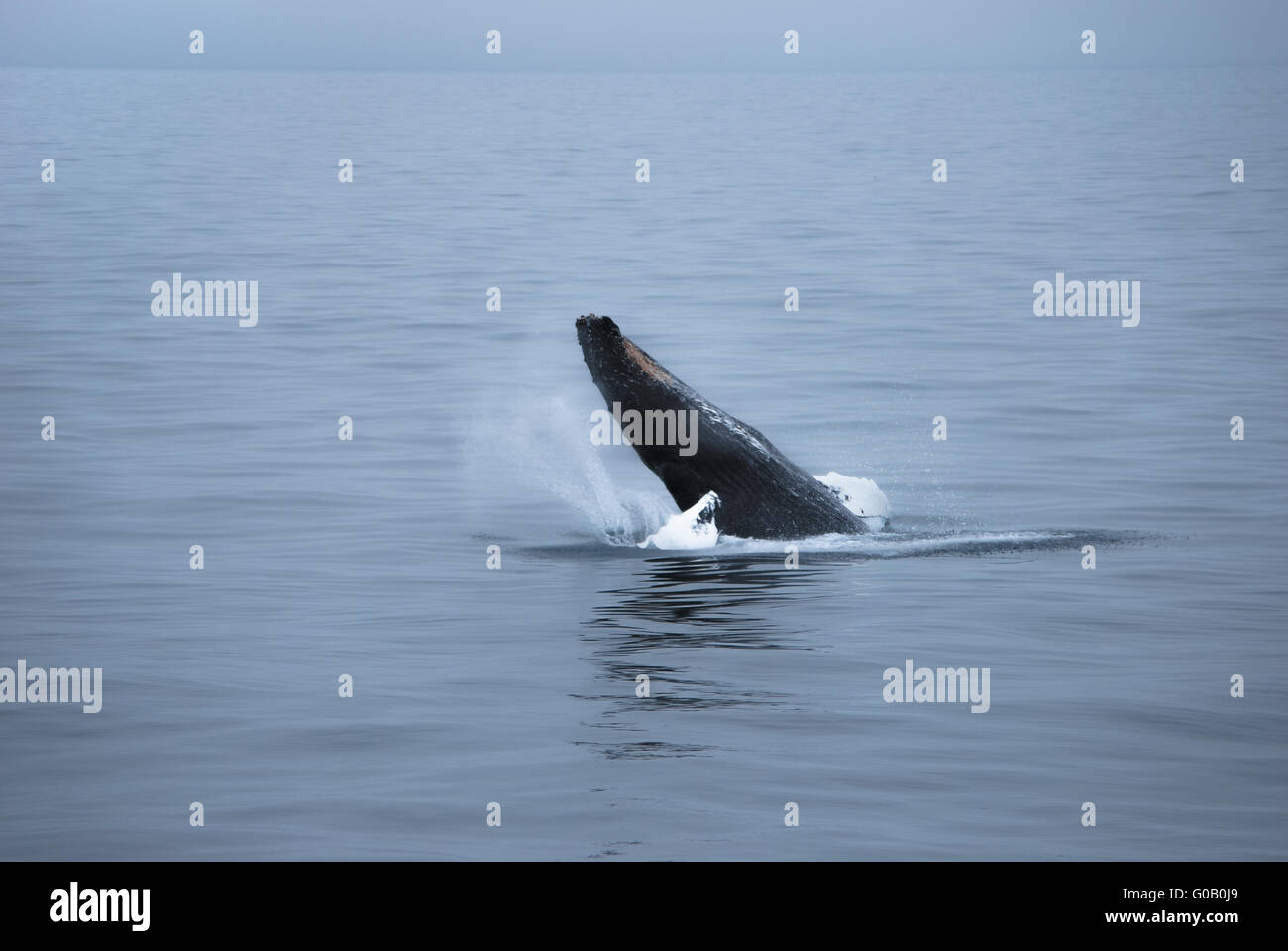 Rorqual à bosse, South Polar Sea Banque D'Images