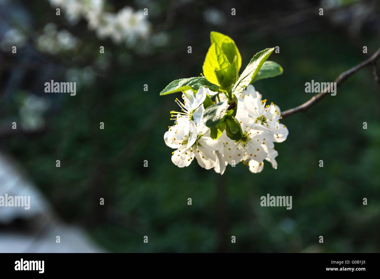 La floraison Spring Gardens (jardin). Banque D'Images