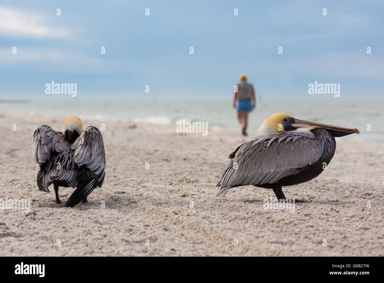 Close up de deux pélicans en Floride sur une plage du golfe du Mexique Banque D'Images