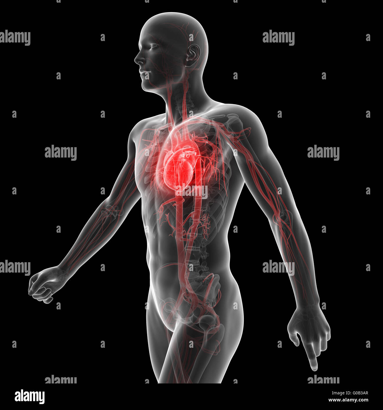 Rendu 3d illustration du système vasculaire Banque D'Images