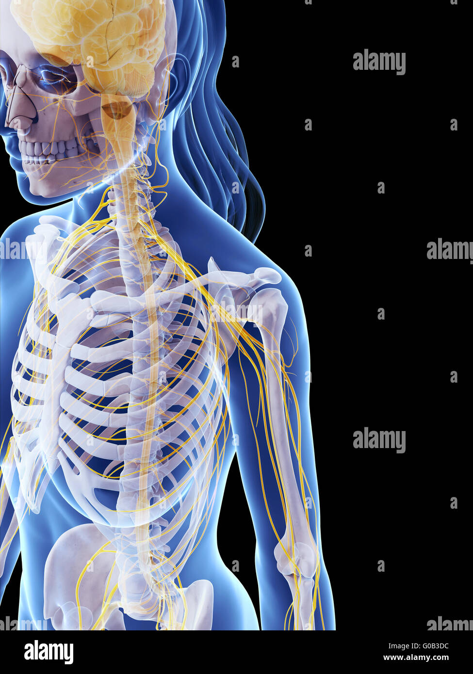 Rendu 3d illustration de la femelle du système nerveux Banque D'Images