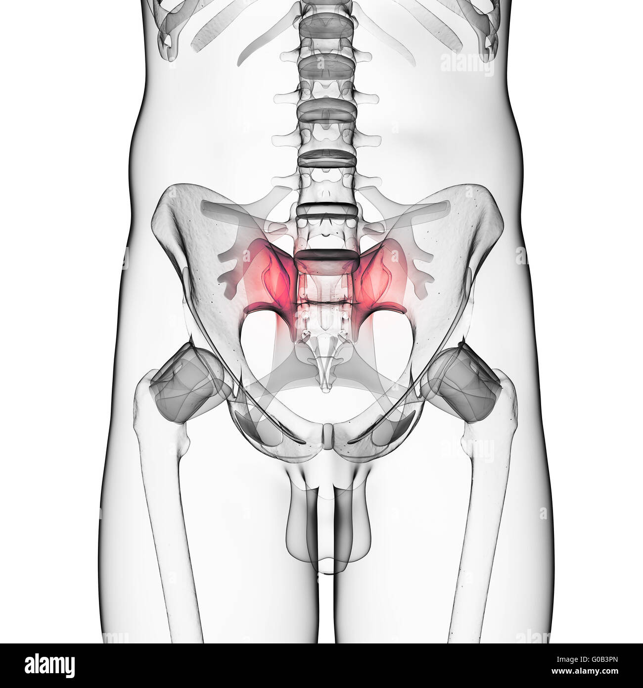Rendu 3d illustration de la valvule iléo mixte sacré Banque D'Images