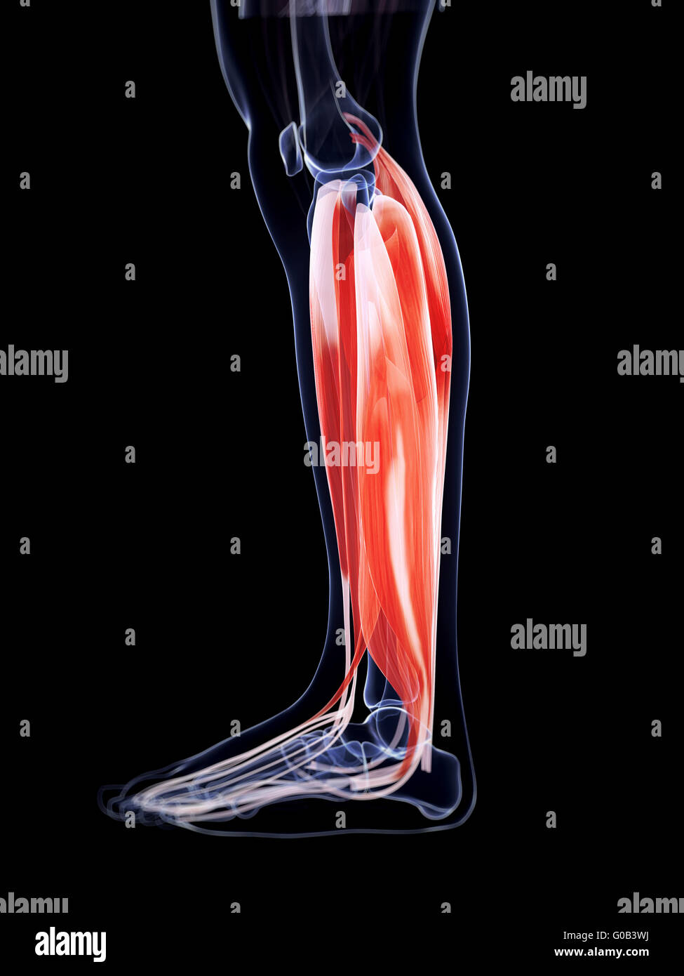 Rendu 3d illustration de la jambe les muscles Banque D'Images