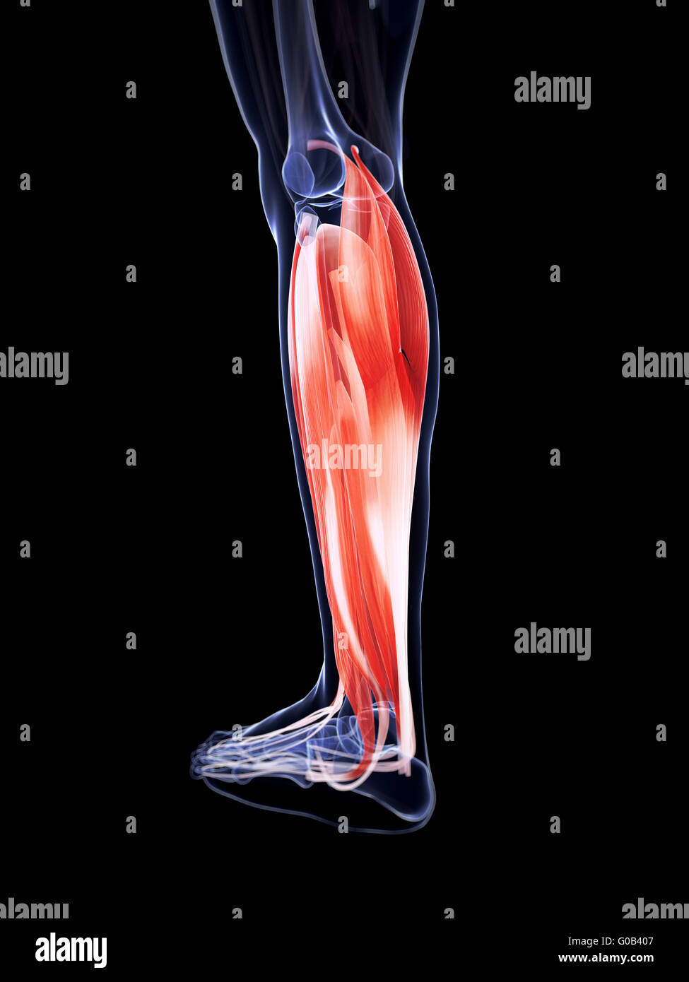 Rendu 3d illustration de la jambe les muscles Banque D'Images