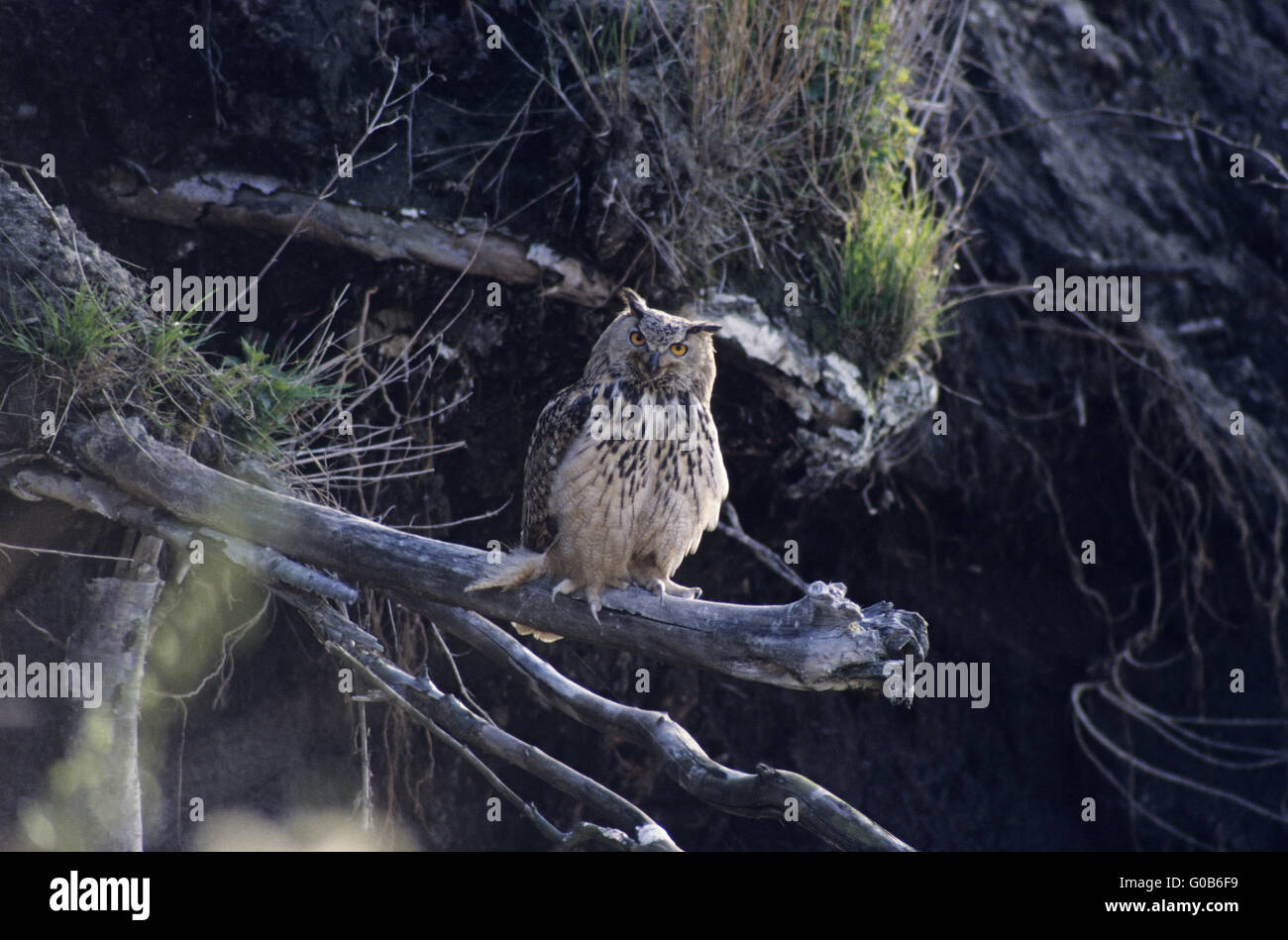 Les oiseaux adultes lacteus eurasien à Alert Banque D'Images