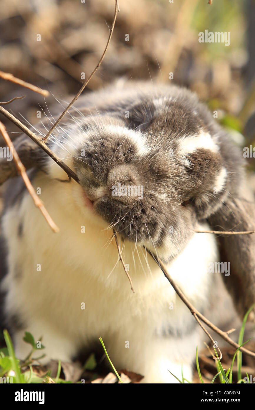Lop-Eared lapin nain à grignoter une brindille Banque D'Images